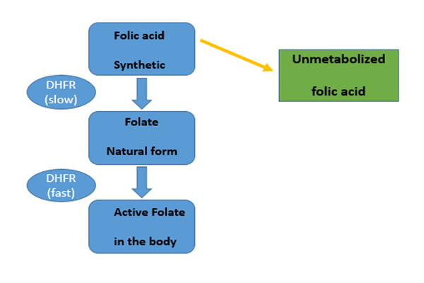 Günlük 266 mcg folik asit alımı normal folat metabolizmamızı bozuyor