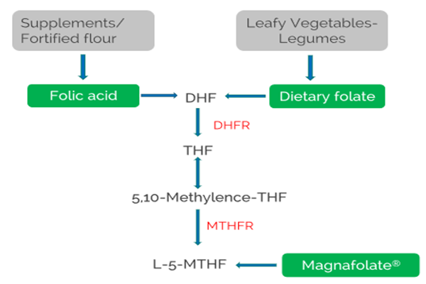 MTHFR nedir?