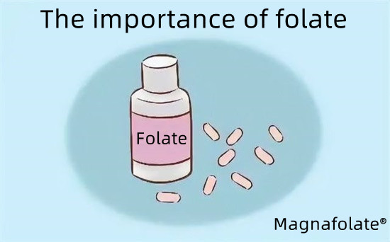 Folat-Magnafolatın önemi
