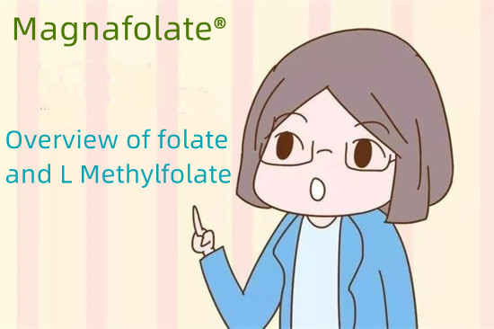 Folat ve L Metilfolat'a genel bakış