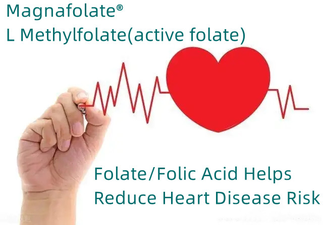 Folat/Folik Asit Kalp Hastalığı Riskini Azaltmaya Yardımcı Olur