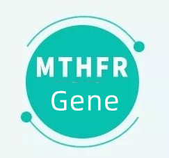 MTHFR genine sahip olmanız ne anlama geliyor?