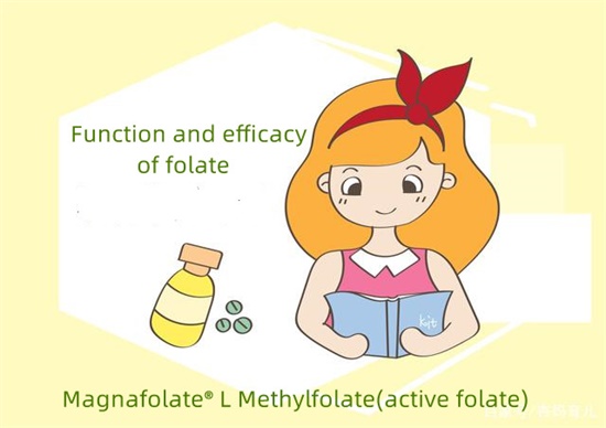 Folatın fonksiyonları nelerdir?