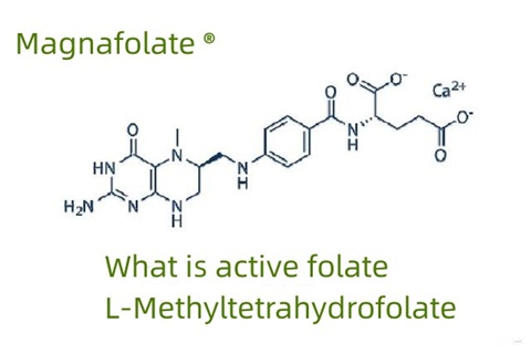 Aktif folat ve L-Metiltetrahidrofolat nedir