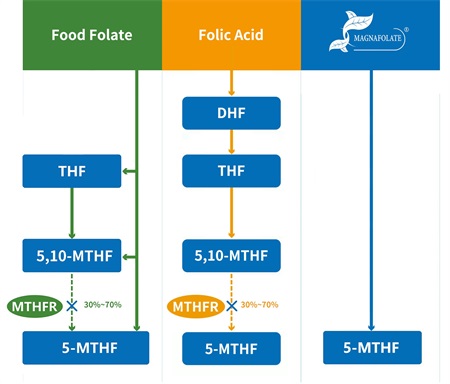 5-metiltetrahidrofolat nedir?