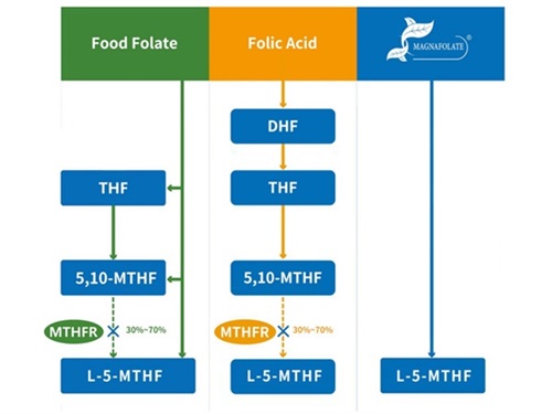 Kalsiyum L-5-metiltetrahidrofolat VS Folik Asit