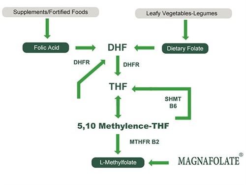 L-5-Metiltetrahidrofolat Kalsiyumun Kullanımı
